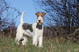 FOX TERRIER 402